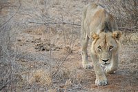 Foto recensione alice